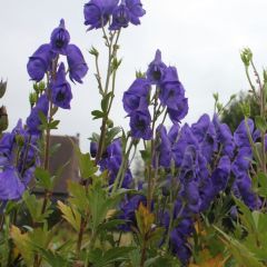 Aconitum carmichaelii ‘Arendsii’