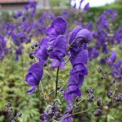 Aconitum henryi ‘Spark’s Variety’