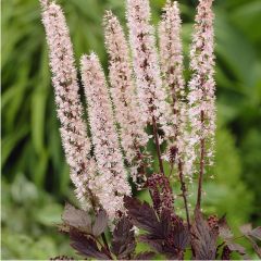 Actaea ‘Pink Spike’