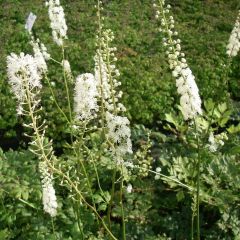 Actaea racemosa cordifolia