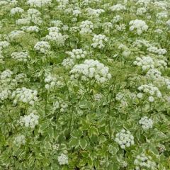 Aegopodium podagraria ‘Variegatum’