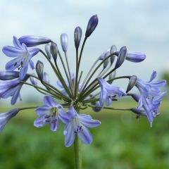 Agapanthus ‘Blue Triumphator’