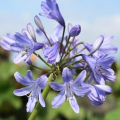 Agapanthus ‘Peter Pan’