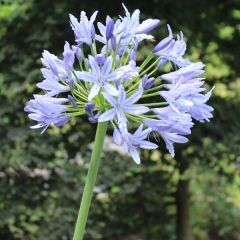 Agapanthus africanus