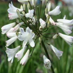 Agapanthus africanus ‘Albidus’