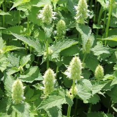 Agastache rugosa ‘Alabaster’