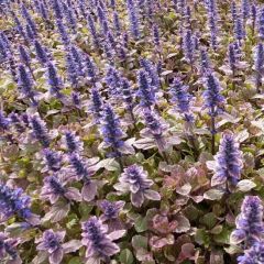 Ajuga reptans ‘Burgundy Glow’