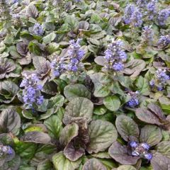 Ajuga reptans ‘Catlin’s Giant’