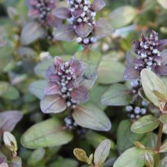 Ajuga reptans ‘Chocolate Chip’