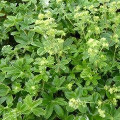 Alchemilla alpina