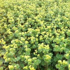 Alchemilla erythropoda