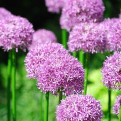 Allium aflatunense ‘Purple Sensation’