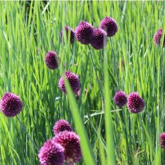 Allium sphaerocephalon