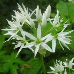 Allium ursinum