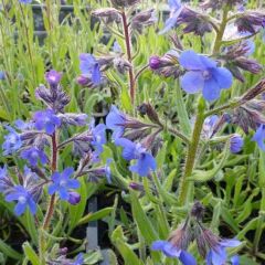 Anchusa azurea ‘Dropmore’