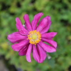 Anemone hupehensis ‘Prinz Heinrich’