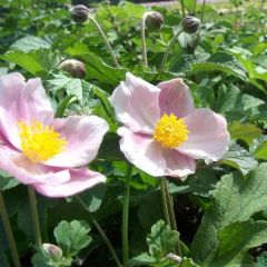 Anemone hupehensis ‘September Charm’