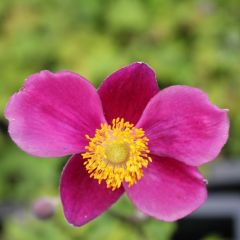 Anemone hupehensis ‘Splendens’