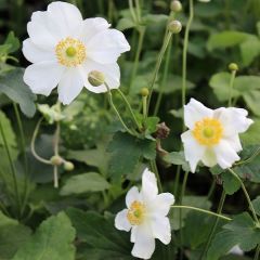 Anemone hybrida ‘Honorine Jobert’