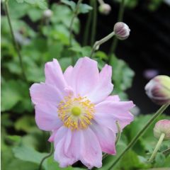 Anemone hybrida ‘Königin Charlotte’