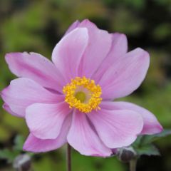 Anemone hybrida ‘Serenade’