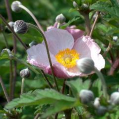 Anemone tomentosa ‘Robustissima’