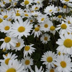 Anthemis carpatica ‘Karpatenschnee’