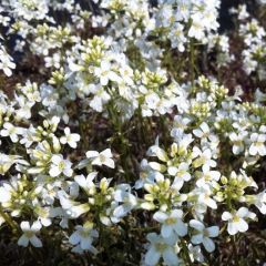 Arabis ferd.-coburgii ‘Variegata’