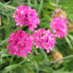 Armeria maritima ‘Düsseldorfer Stolz’