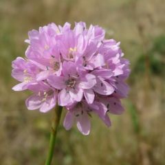 Armeria maritima 'Rosea Compacta'