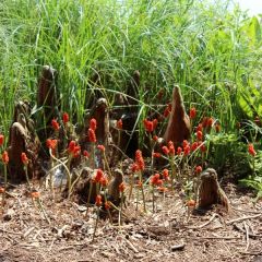 Arum italicum