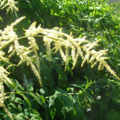 Aruncus dioicus