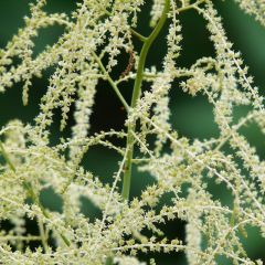 Aruncus dioicus ‘Kneiffii’