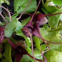 Asarum europaeum