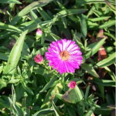 Aster (D) ‘Anneke’