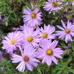 Aster (D) ‘Herbstgr. v. Bresserhof’