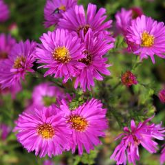 Aster (D) ‘Jenny’