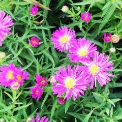 Aster (D) ‘Kassel’