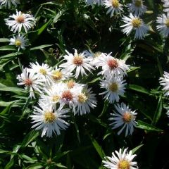 Aster (D) ‘Kristina’