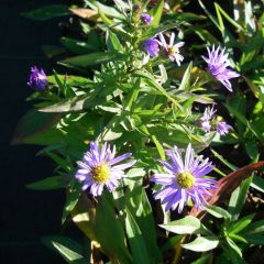 Aster (D) ‘Prof. A. Kippenberg’