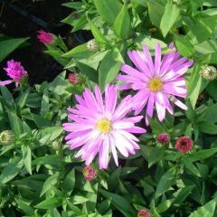 Aster (D) ‘Rosenwitchel’