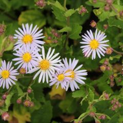 Aster ageratoides ‘Asran’