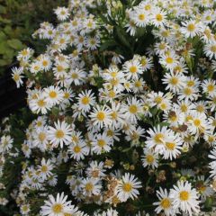 Aster ageratoides 'Ashvi'