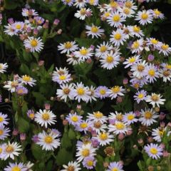 Aster ageratoides 'Stardust'