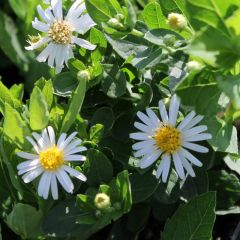 Aster ageratoides 'Starshine'®