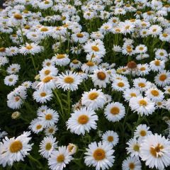 Aster alpinus ‘Albus’