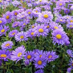 Aster alpinus ‘Dunkle Schöne’