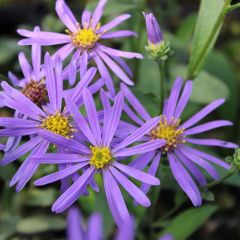 Aster amellus ‘Sonora’