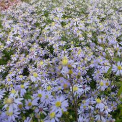 Aster cordifolius ‘Photograph’