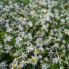 Aster divaricatus